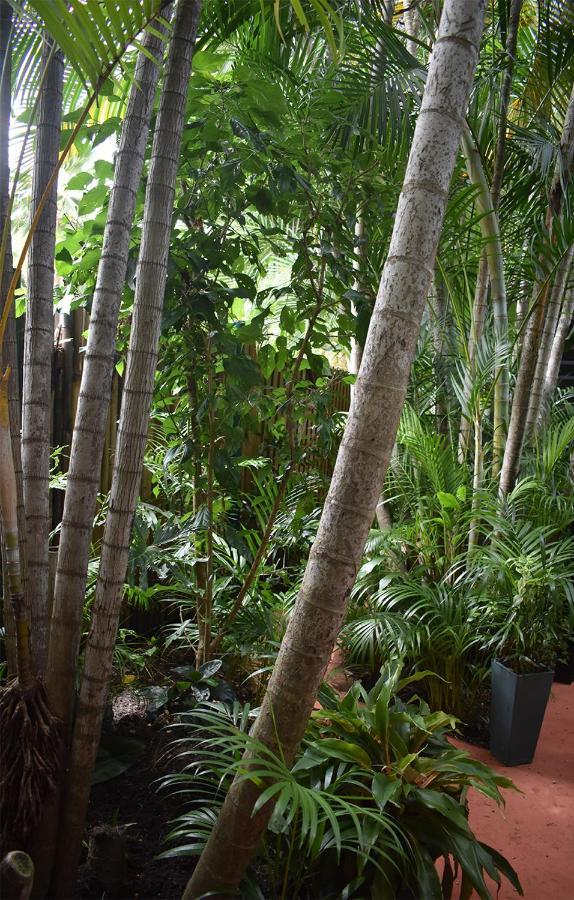 Oskar'S Rain Forest Retreat Nelly Bay Exterior photo